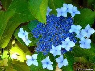 ISAIAS  CAP 21  - A BÍBLIA NA LINGUAGEM DE HOJE