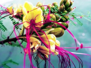 ISAIAS  CAP 40  - A BÍBLIA NA LINGUAGEM DE HOJE