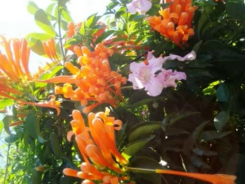 ISAIAS CAP 41 - A BÍBLIA NA LINGUAGEM DE HOJE