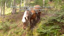 Débusquage au cheval en montagne, Hippotese 2013