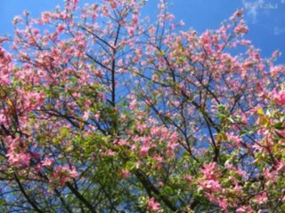 ISAIAS  CAP 51  - A BÍBLIA NA LINGUAGEM DE HOJE