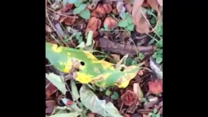 Leaves Changing Colors