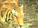 Apenas 3.200 tigres silvestres sobreviven en Asia