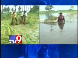 Farmers use boats to harvest crops submerged in rain water