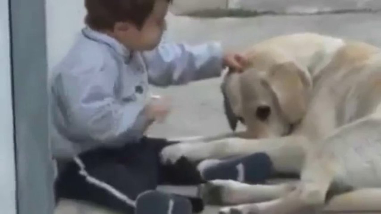 Sweet Mama Dog Interacting with a Beautiful Child with Down Syndrome Jim Stenson