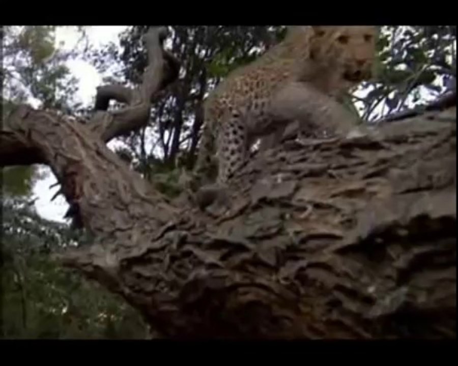 The Leopard and The Baby Monkey