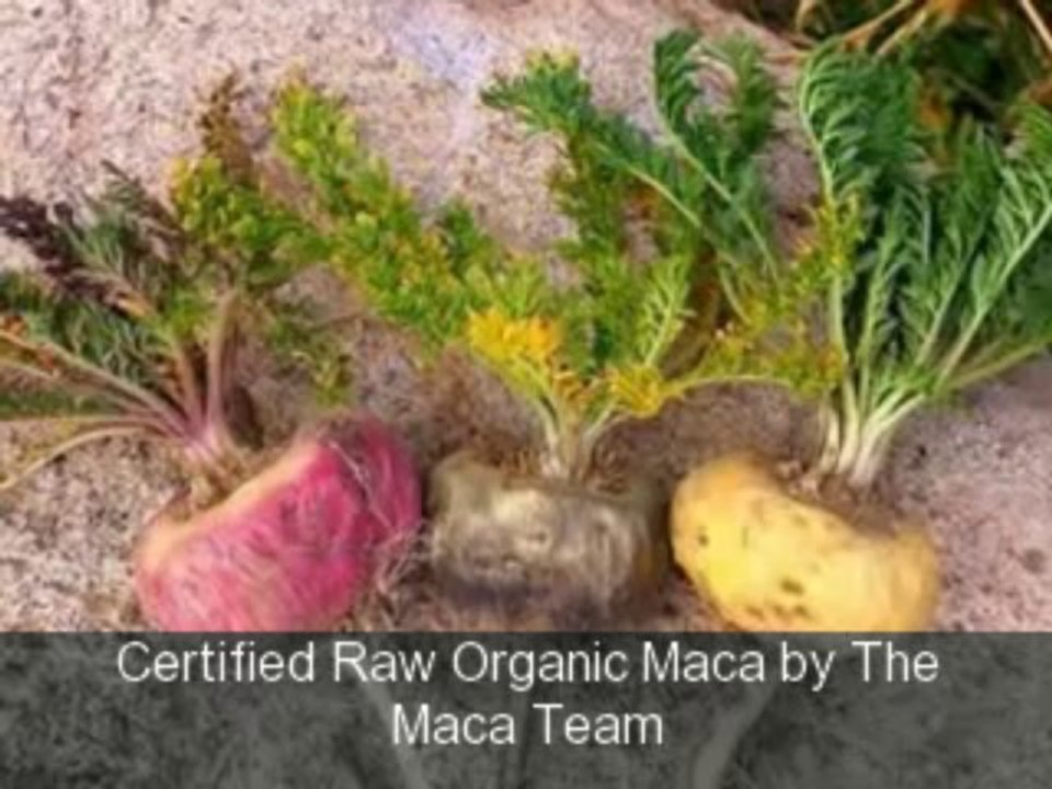 Certified Raw Organic Maca by The Maca Team