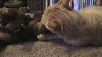 Dog and Cat Get Along a Bit Too Well
