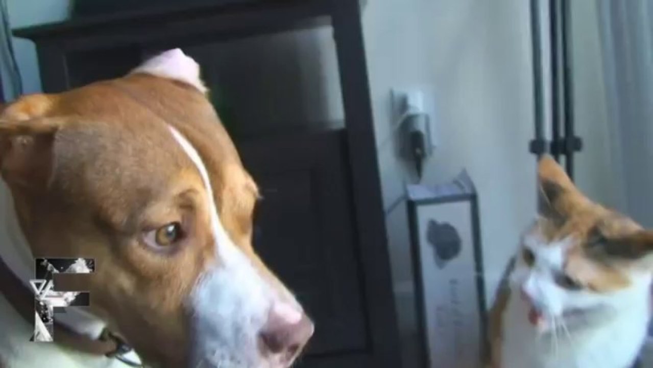 Cats Vs Dogs - Supercut Compilation 2013!