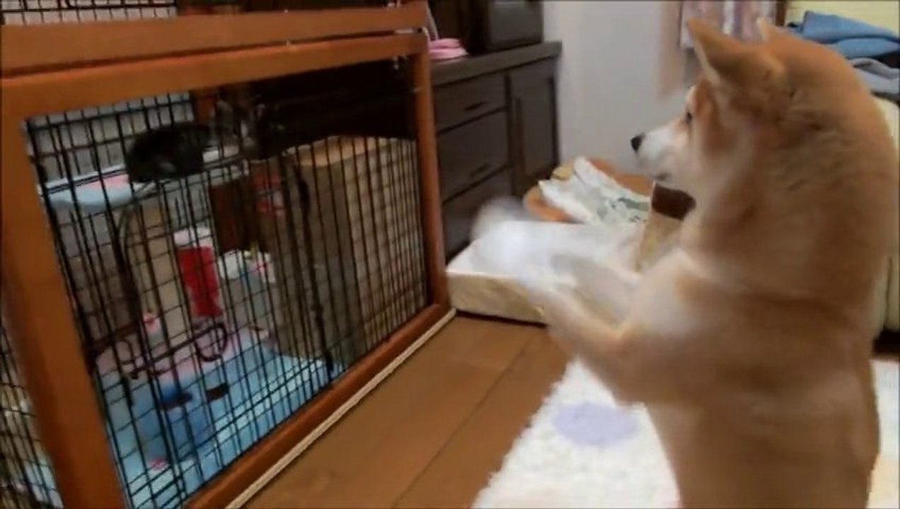 Un chien supplie un Chat... Aller viens jouer!!!!