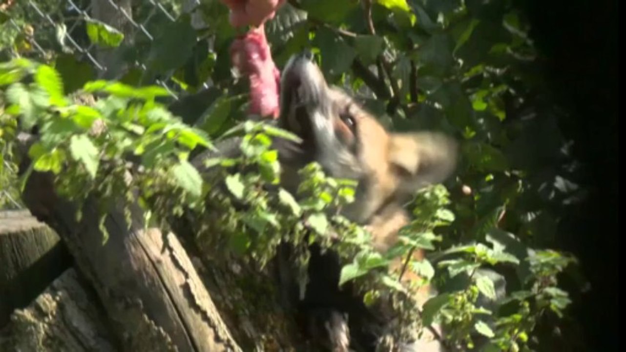 Schliefenanlagen sind tierschutzgerecht