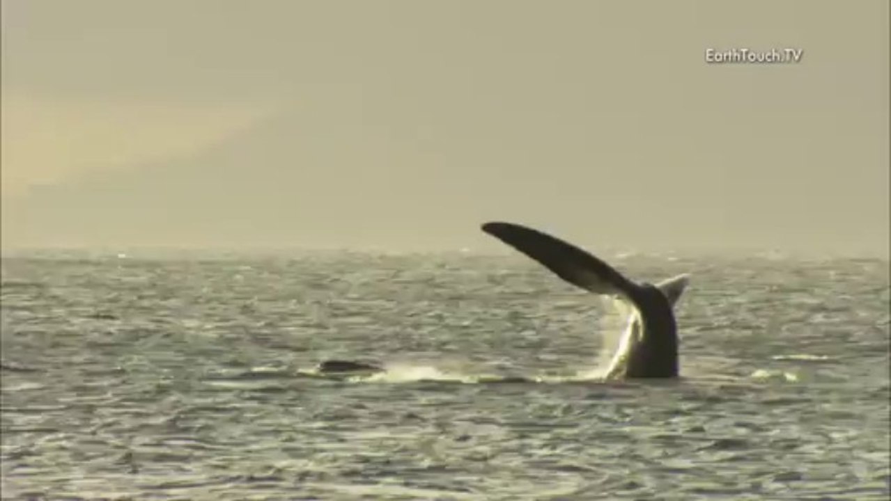 Sail A-whale