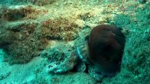 Massive octopus towers over a reef