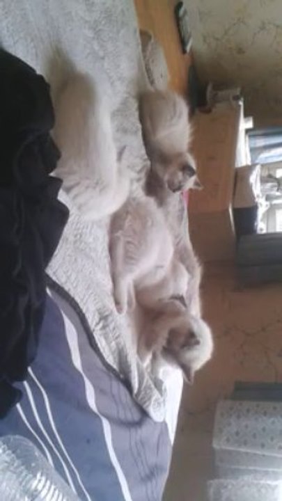 bb ragdoll 2013