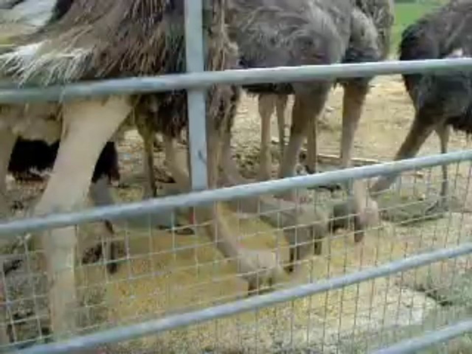 Manger! l'autruche