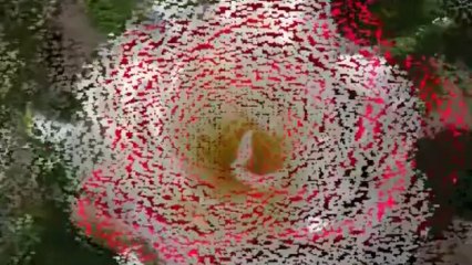 The Red n White Roses ~ I Can't  " WITHOUT YOU " ~