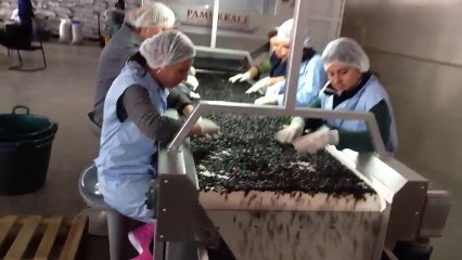 PM-500 OTOMATİK KAVURMA TESİSİ