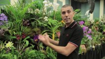 Como 'anabolizar' suas Orquídeas