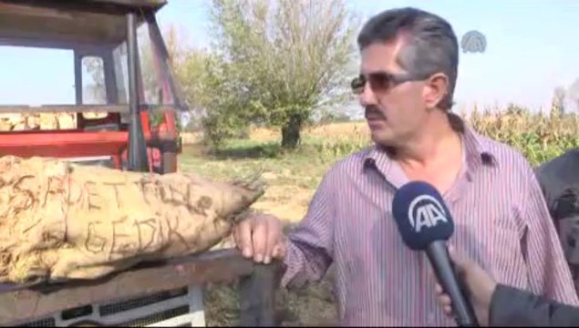 On ikişer kilogramlık şeker pancarı yetiştirdi