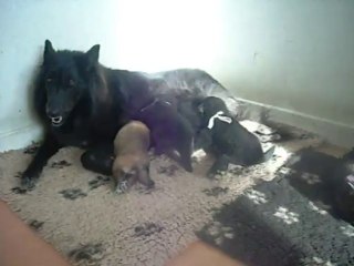 28 octobre 2013 : et une petite dernière, pour aujourd'hui (encore interrompue par les aboiements)