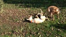 Aitch et Clyde se roulent dans l'herbe au Parc de Sceaux