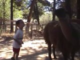 Un Lama crache sur un gamin! Dans la tronche petit!