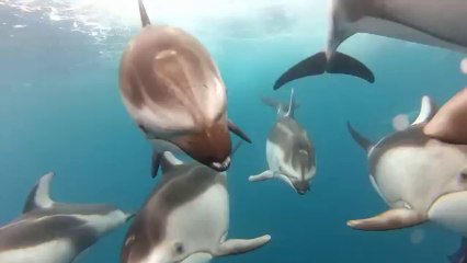 GoPro- Swimming with Dolphins - Santa Cruz, CA