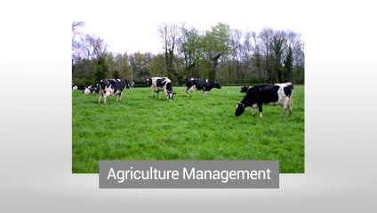 david wallader - IFO Australia