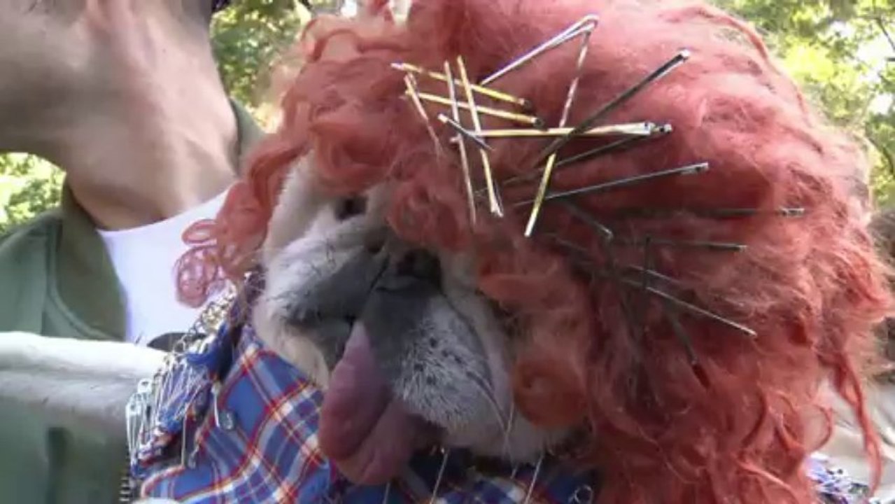 Halloween de cães em NY