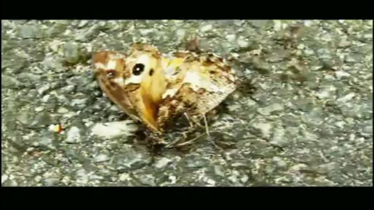 pauvre papillon