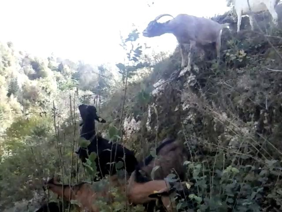 que c'est bon les frènes