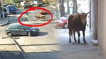 Traffic Cop Gets Rammed By Runaway Bull In Romania