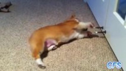 Puppies vs. Door Stoppers Compilation