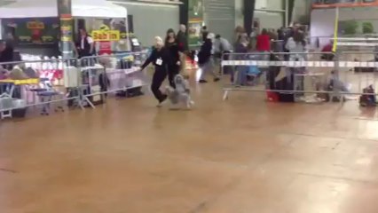 Expo de Castres VIDEO 1-2013