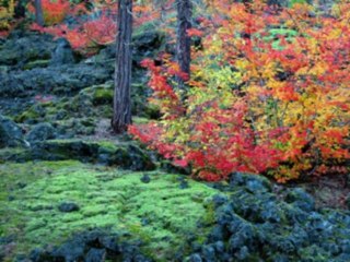 JEREMIAS  CAP 50  - A BIBLIA NA LINGUAGEM DE HOJE