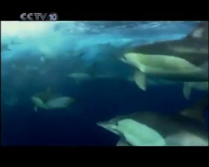 海豚军团（上）