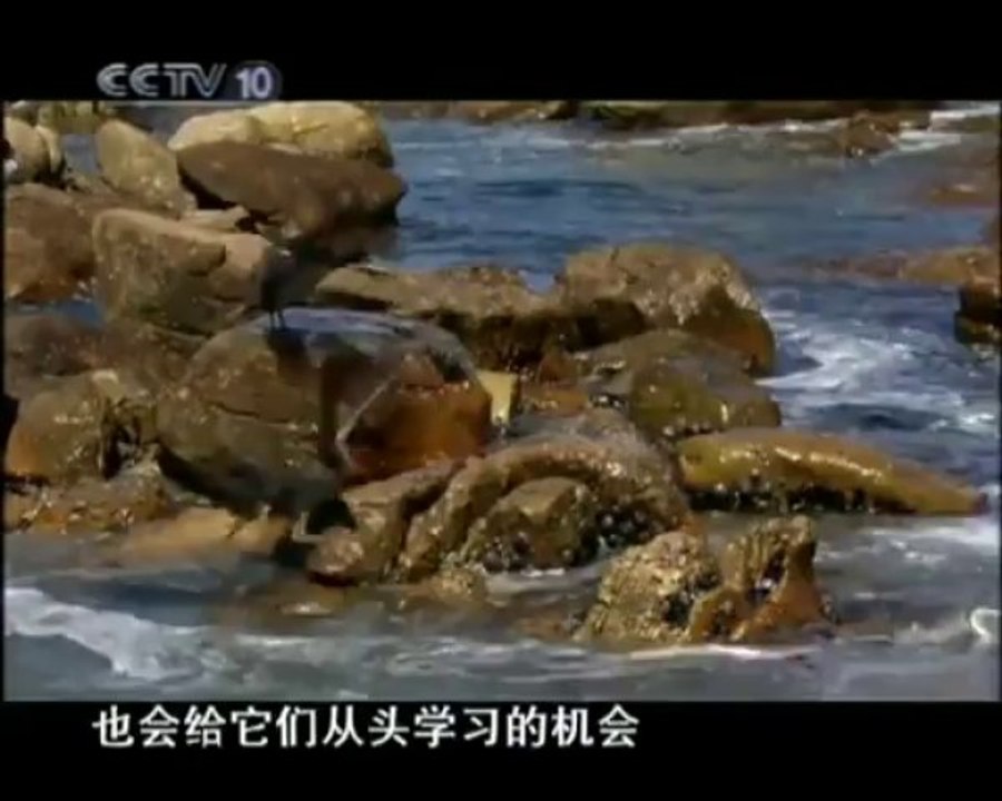 海豚军团（中）
