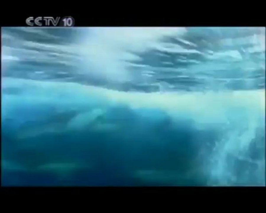 海豚军团（下）