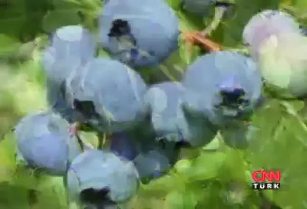 Yaban Mersininin Faydaları-Yaban Mersini Yararları Neye İyi Gelir