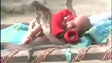 4 Cobra snakes protecting a sleeping Baby