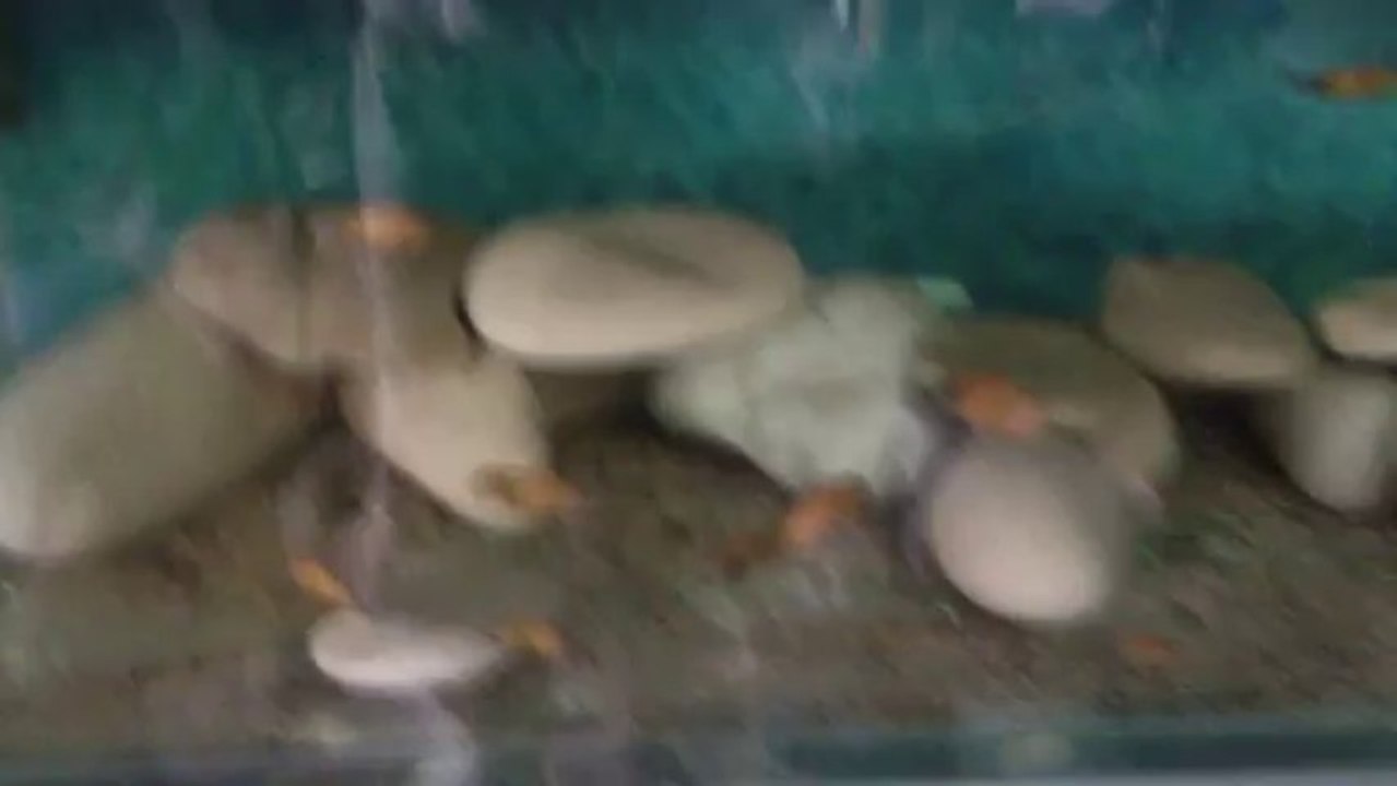 MOV_0373