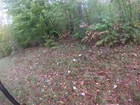 gros sanglier loupé