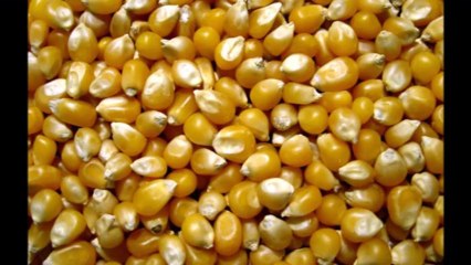 Rough Cut Film Review Ichi The Killer