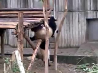 Chengdu Pandas Breeding Center 3