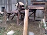 Chengdu Pandas  Breeding Center 4