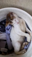 Cat sleeping style