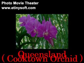 Australia's States And Territories Flowers