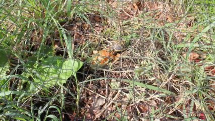 bb tortues le 29 10 2013