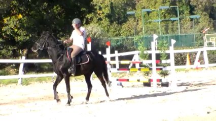 Mehmet Arda-Diktor-110cm