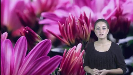 het wonder van het zaad